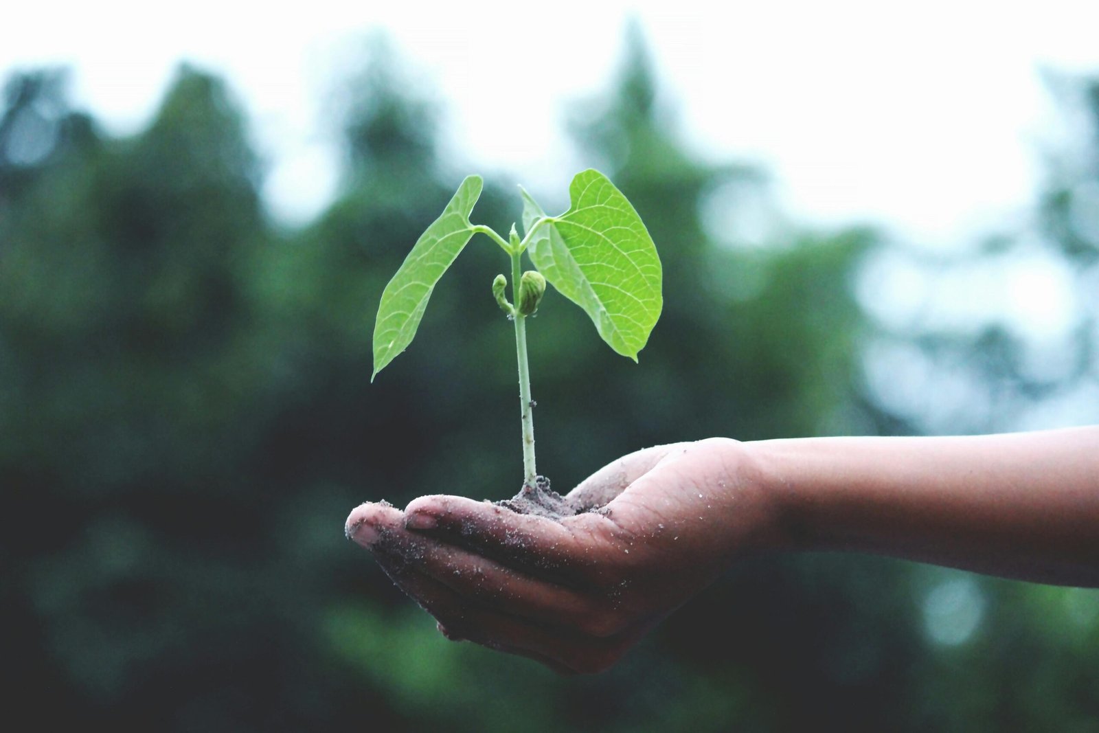 Personal growth Personal growth